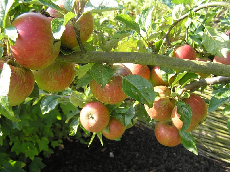 Äpplets dag den 25 september