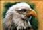 Agila