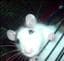 dunaluva