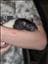 Demon-Rat